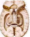 hippocampus