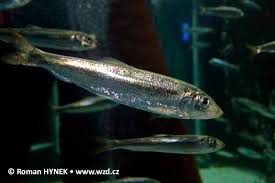 Image result for Clupea harengus