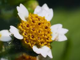 Attēlu rezultāti vaicājumam “Galinsoga quadriradiata flower”