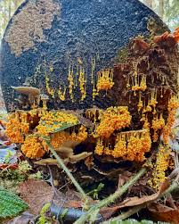 Attēlu rezultāti vaicājumam “Lycogala confusum”