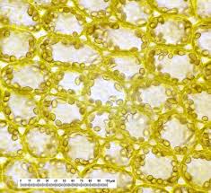 Attēlu rezultāti vaicājumam “Jungermannia leiantha”