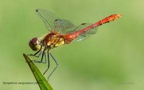Attēlu rezultāti vaicājumam “Sympetrum sanguineum male”