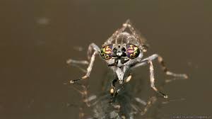 Attēlu rezultāti vaicājumam “Haematopota sp.”