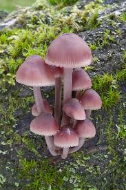 Attēlu rezultāti vaicājumam “Mycena haematopus”