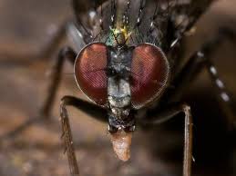 Attēlu rezultāti vaicājumam “Dolichopodidae”