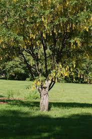 Attēlu rezultāti vaicājumam “Laburnum alpinum leaf”