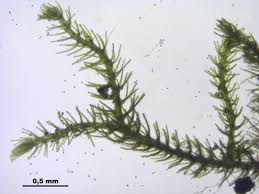 Attēlu rezultāti vaicājumam “Blepharostoma trichophyllum”