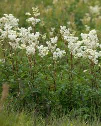 Attēlu rezultāti vaicājumam “Filipendula ulmaria  flower”