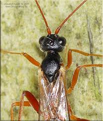 Attēlu rezultāti vaicājumam “Ichneumonidae”