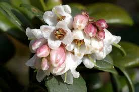 Attēlu rezultāti vaicājumam “Vaccinium vitis-idaea bud”