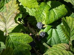 Attēlu rezultāti vaicājumam “Rubus caesius fruit”