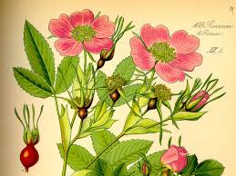 Image result for Rosengewächse