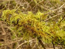 Attēlu rezultāti vaicājumam “Abietinella abietina var. hystricosa”
