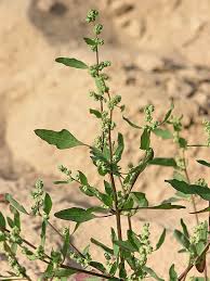 Attēlu rezultāti vaicājumam “Chenopodium acerifolium”