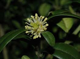 Attēlu rezultāti vaicājumam “Buxus sempervirens flower”
