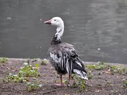 Image result for Anser caerulescens