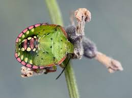Attēlu rezultāti vaicājumam “Pentatomidae”