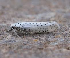 Attēlu rezultāti vaicājumam “Yponomeuta evonymella”