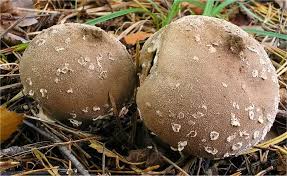 Attēlu rezultāti vaicājumam “Lycoperdon pyriforme sessile”