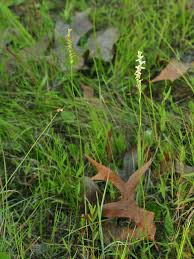 Attēlu rezultāti vaicājumam “Trichia scabra sessile”