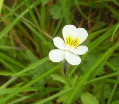 Attēlu rezultāti vaicājumam “Viola arvensis”