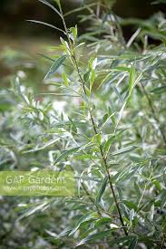 Attēlu rezultāti vaicājumam “Salix alba var. sericea”