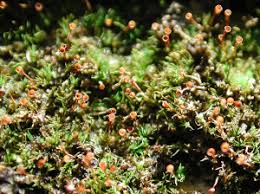 Attēlu rezultāti vaicājumam “Seligeria donniana”