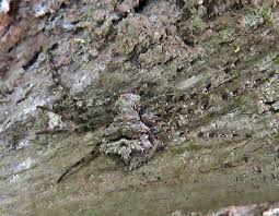 Attēlu rezultāti vaicājumam “Belbodamaeus sp.”