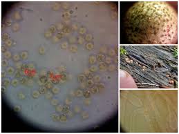 Attēlu rezultāti vaicājumam “Lycogala asperum”