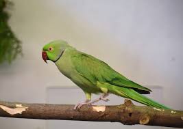 Image result for Psittacula krameri