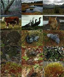 Attēlu rezultāti vaicājumam “Splachnum ampullaceum sporophyte”