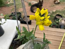 Attēlu rezultāti vaicājumam “Batrachium circinatum flower”
