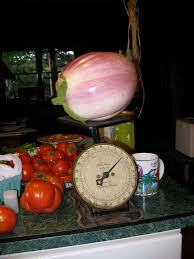 Afbeeldingsresultaat voor rosa bianca eggplant