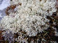 Attēlu rezultāti vaicājumam “Cladonia mitis”