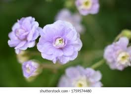 Image result for Geranium `Summer Skies`