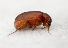 Attēlu rezultāti vaicājumam “Serica brunnea imago”