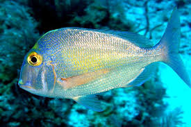 Image result for Calamus nodosus