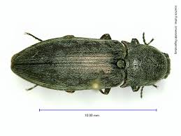 Attēlu rezultāti vaicājumam “Actenicerus sjaelandicus”