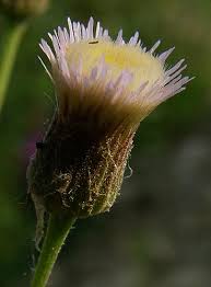 Attēlu rezultāti vaicājumam “Erigeron acris flower”