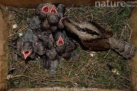 Attēlu rezultāti vaicājumam “Jynx torquilla adult”