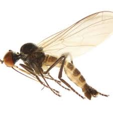 Attēlu rezultāti vaicājumam “Laphria gibbosa”