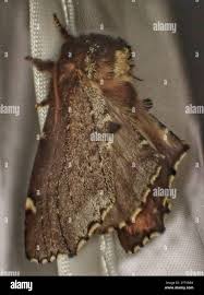 Attēlu rezultāti vaicājumam “Odontosia carmelita”