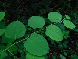 Attēlu rezultāti vaicājumam “Reynoutria japonica”