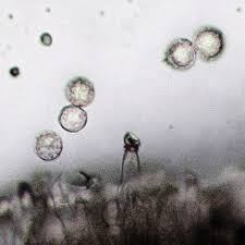 Attēlu rezultāti vaicājumam “Hypocreopsis lichenoides”