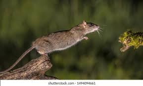 Attēlu rezultāti vaicājumam “Rattus norvegicus”