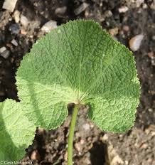 Attēlu rezultāti vaicājumam “Alcea rosea leaf”