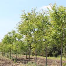 Attēlu rezultāti vaicājumam “Gymnocladus dioicus”