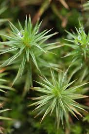 Attēlu rezultāti vaicājumam “Polytrichum juniperinum”