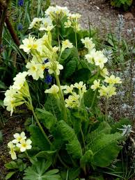 Image result for Himmelschlüssel