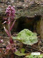 Attēlu rezultāti vaicājumam “Petasites spurius flower”